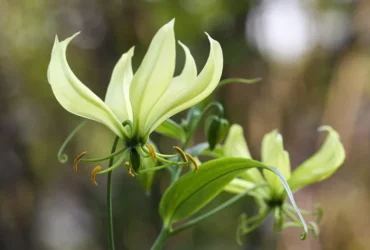 Gloriosa Superba 'greenii' (gloriosa Lily)