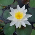 Nymphaea Tetragona (pygmy Water Lily)