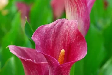 Zantedeschia Rehmannii (pink Calla Lily)