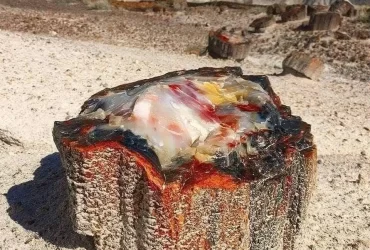 Petrified Opal Tree Trunk In Arizona Dating Back 225 Million Years 11
