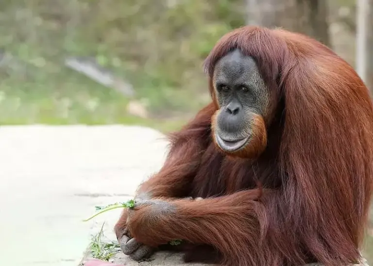 The World’s Smartest Animals 1