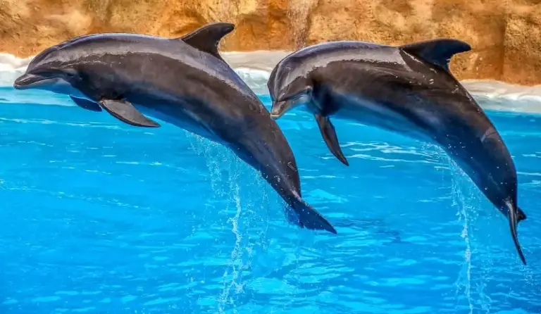 The World’s Smartest Animals 2