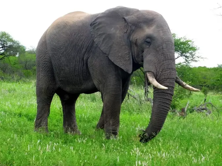 The World’s Smartest Animals 3