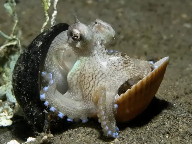 The World’s Smartest Animals 6