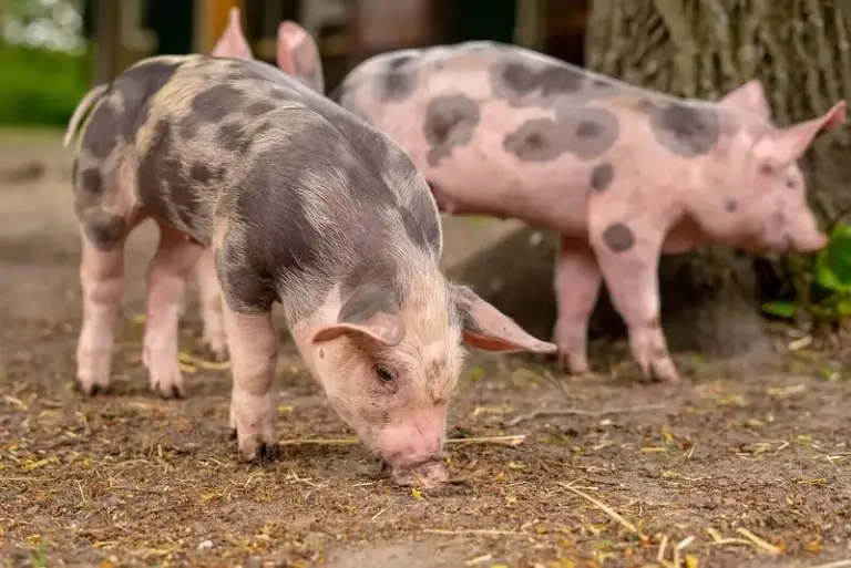 The World’s Smartest Animals 7