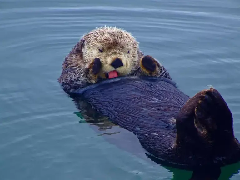 The World’s Smartest Animals 8