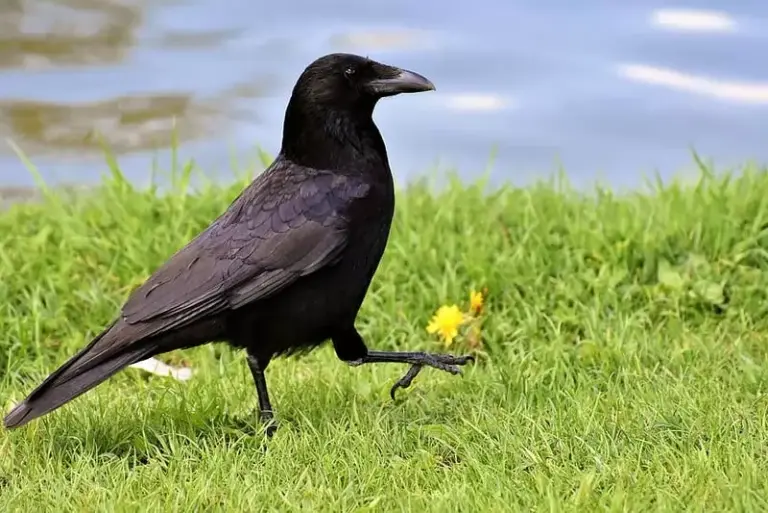 The World’s Smartest Animals 9